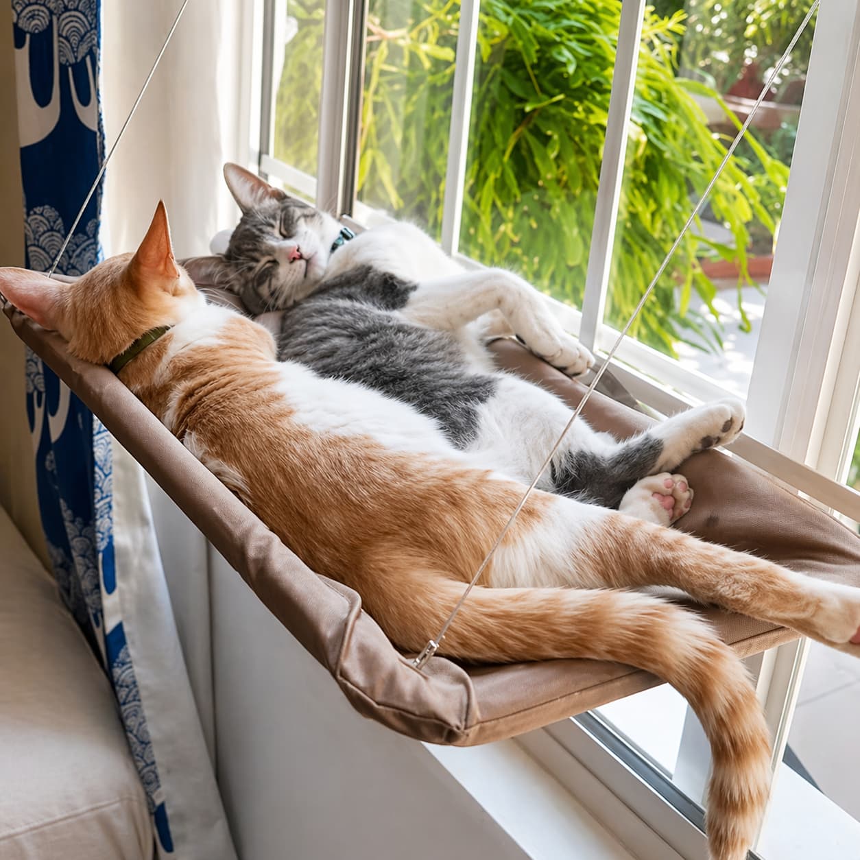 Hamac pour chat fenêtre | avec ventouse