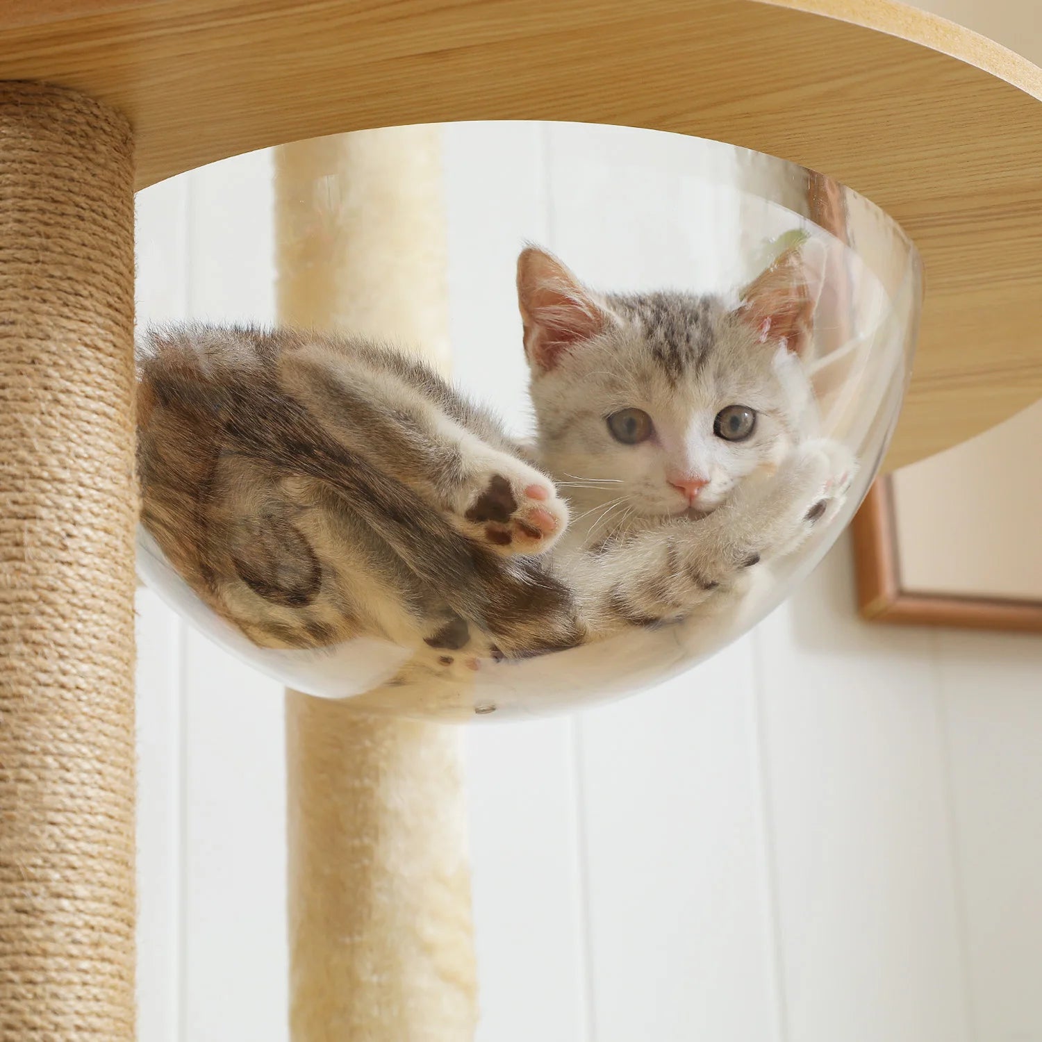 Arbre à chat design | PAWZ Road